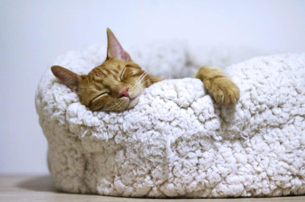 sleep