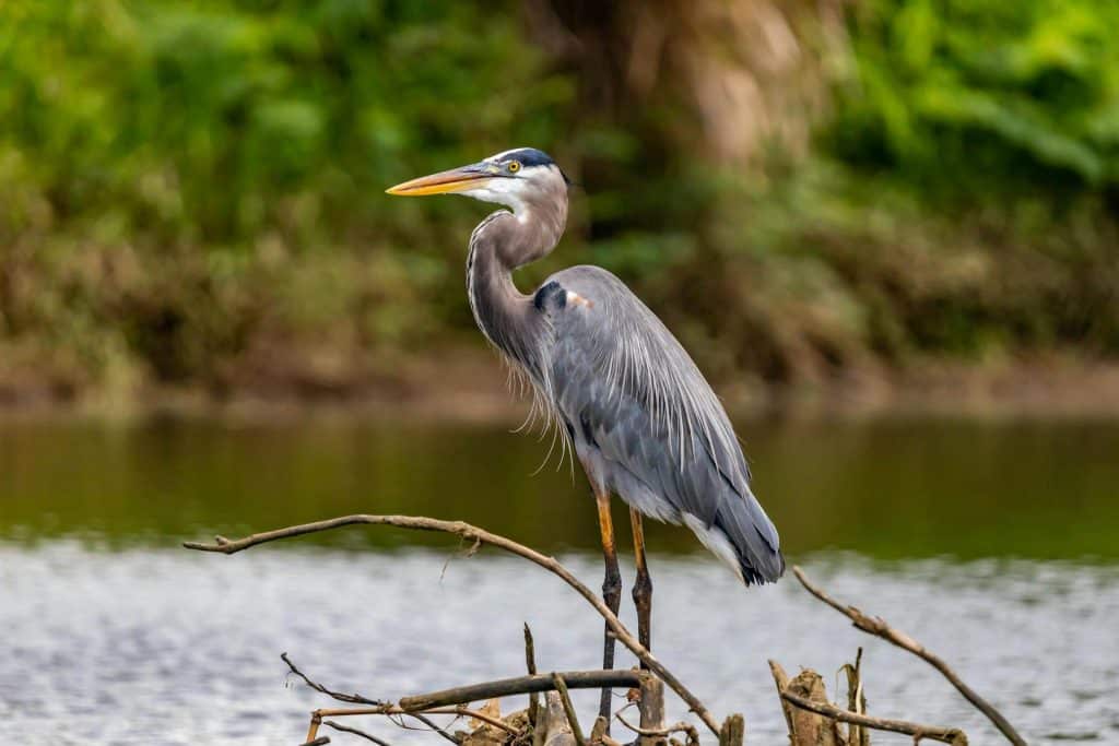 Bird next to a pond