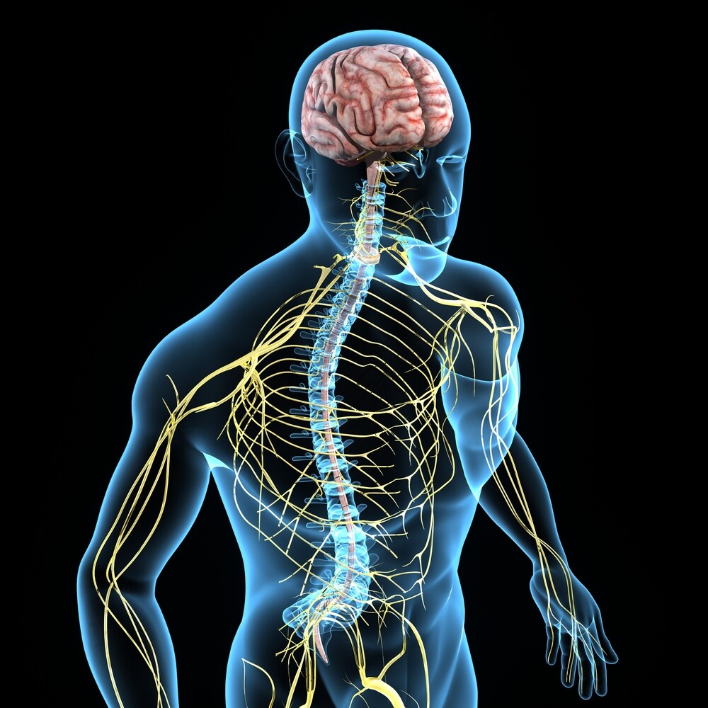 Osteopathy and the nervous system